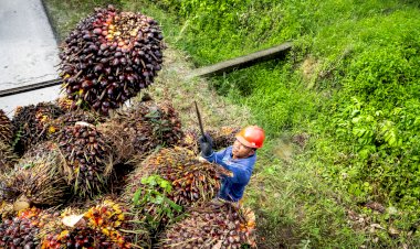 ARTIKEL BPDP: APAKAH FLEGT BERISIKO?